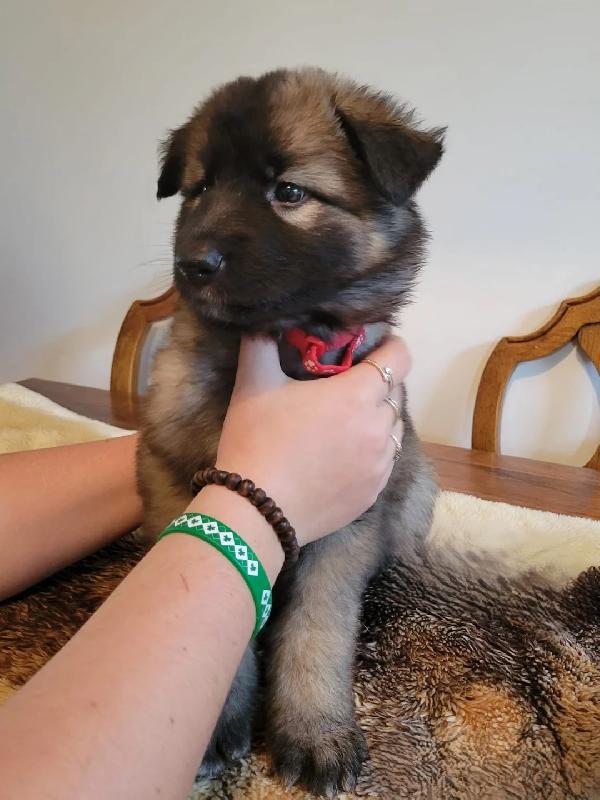 Splendidi cuccioli di pastore tedesco in vendita
